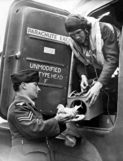 An RAF pilot takes a carrier pigeon on board his Halifax bomber before a raid in World An RAF pilot takes a carrier pigeon on board his Halifax bomber before a raid in World