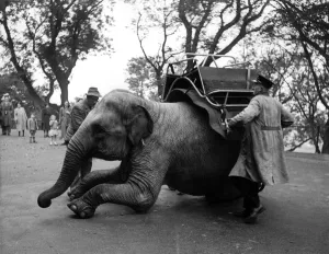 'Ranee', Dudley Zoo's six-year-old elephant 'Ranee', Dudley Zoo's six-year-old elephant