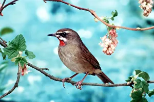 Rare bird the Common Siberian Luscinia Calhope gave birdwatchers the slip yesterday after Rare bird the Common Siberian Luscinia Calhope gave birdwatchers the slip yesterday after