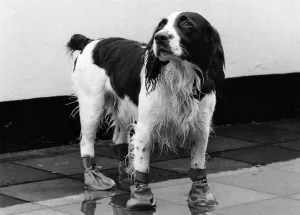 Ready for walkies. Charlie the dog in his boots. March 1979 P009042 Ready for walkies. Charlie the dog in his boots. March 1979 P009042