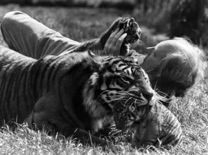 Record crowds flocked to John Aspinall's Howlett Zoo Park, near Canterbury, Kent Record crowds flocked to John Aspinall's Howlett Zoo Park, near Canterbury, Kent