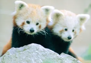 Red Panda cubs at Bristol Zoo Two cubs out exploring their enclosure November 1997 Red Panda cubs at Bristol Zoo Two cubs out exploring their enclosure November 1997