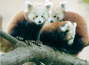 Red Panda cubs at Bristol Zoo Three cubs sitting on branch of Tree November 1997 Red Panda cubs at Bristol Zoo Three cubs sitting on branch of Tree November 1997