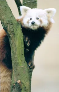 Red Panda cubs at Bristol Zoo A Red Panda cub sitting on branch of Tree November 1997 Red Panda cubs at Bristol Zoo A Red Panda cub sitting on branch of Tree November 1997