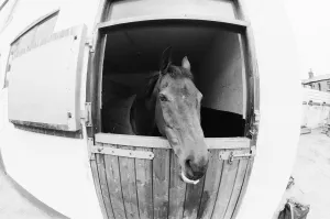 Red Rum, pictured in his stable in 1988. Red Rum Red Rum, pictured in his stable in 1988. Red Rum