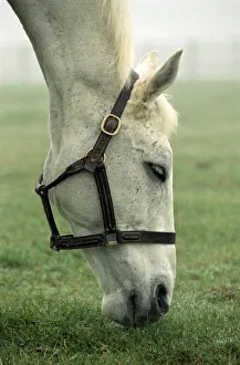 Mirror/0000to0099 00096/retired racing legend desert orchid field new Mirror/0000to0099 00096/retired racing legend desert orchid field new