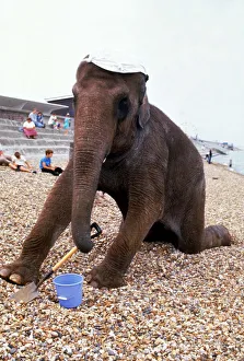 Rhani the elephant from Gerry Cottle's Circus playing with a bucket Rhani the elephant from Gerry Cottle's Circus playing with a bucket