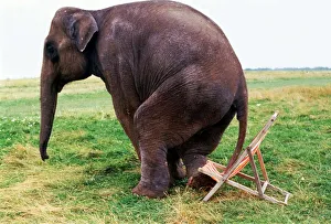 Rhani the elephant from Gerry Cottle's Circus tries to sit on a deck chair July Rhani the elephant from Gerry Cottle's Circus tries to sit on a deck chair July