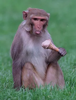 A Rhesus monkey caught eating an ice cream cone at Blair Drummond Safari Park circa A Rhesus monkey caught eating an ice cream cone at Blair Drummond Safari Park circa