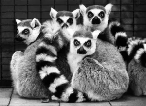 These ring-tailed lemurs huddled up together at Glasgow's Calderpark Zoo These ring-tailed lemurs huddled up together at Glasgow's Calderpark Zoo
