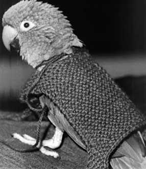 Rocky the parrot who had a coat knitted for him when all his feathers fell out Rocky the parrot who had a coat knitted for him when all his feathers fell out