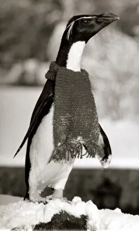 Rocky the Penguin wraps up warm with a scarf Penguin wearing a scarf - December Rocky the Penguin wraps up warm with a scarf Penguin wearing a scarf - December