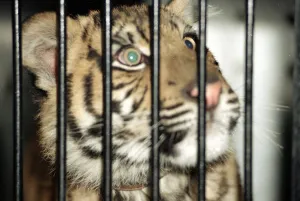 Roque the Tiger arrives at the Born Free Sanctuary in Headcorn Kent - from Spain December Roque the Tiger arrives at the Born Free Sanctuary in Headcorn Kent - from Spain December