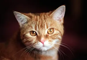 Rosa, one of the ginger cats belonging to David and Mandy Mansell Rosa, one of the ginger cats belonging to David and Mandy Mansell