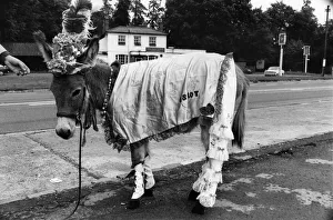 Ruffy the donkey on his way to the pub in his new outfit. July 1970 P011884 Ruffy the donkey on his way to the pub in his new outfit. July 1970 P011884