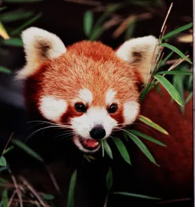 Rufus the rare Red Panda born at Edinburgh Zoo - November 1997 Rufus the rare Red Panda born at Edinburgh Zoo - November 1997