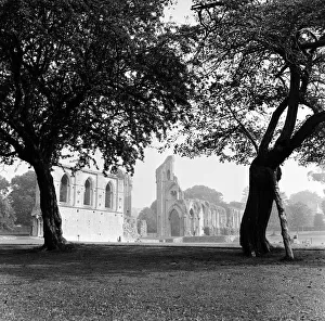 Ruins of Glastonbury Abbey in Somerset seen through two gnarled trees Ruins of Glastonbury Abbey in Somerset seen through two gnarled trees