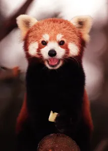 Rusty the rare Red Panda born at Edinburgh Zoo - November 1997 Rusty the rare Red Panda born at Edinburgh Zoo - November 1997