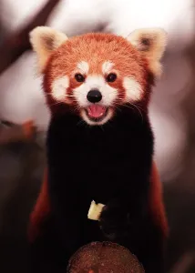 Rusty the rare Red Panda born at Edinburgh Zoo - November 1997 Rusty the rare Red Panda born at Edinburgh Zoo - November 1997