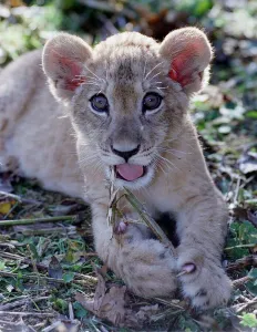 Saffiya a three-month-old Barbary Lion cub born at Port Lympne zoo in Kent Saffiya a three-month-old Barbary Lion cub born at Port Lympne zoo in Kent