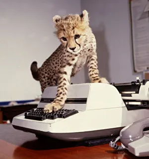 Saki the cheetah cub trying to use a typewriter at Marwell Zoo February 1987 Saki the cheetah cub trying to use a typewriter at Marwell Zoo February 1987