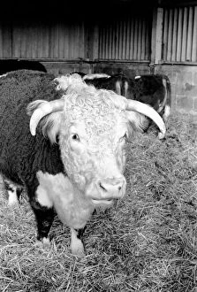 Images Dated 24th January 1975: Sale of Lord Avons cattle at Manor farm near Salisbury, Wiltshire