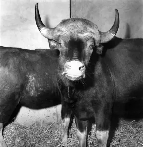 Salford Zoo: Rarest animals in the Salford quarantine zoo. January 1971 71-00145-002 Salford Zoo: Rarest animals in the Salford quarantine zoo. January 1971 71-00145-002