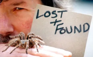 A salmon pink birdeating tarantula in June 1995 A salmon pink birdeating tarantula in June 1995