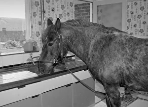 Sam the pet pony having a drink of water in the kitchen sink of his owners house in Sam the pet pony having a drink of water in the kitchen sink of his owners house in