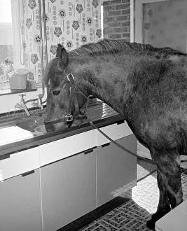 Sam the pet pony having a drink of water in the litchen sink of his owners house in Sam the pet pony having a drink of water in the litchen sink of his owners house in