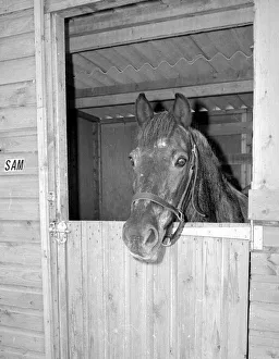 Sam the pet pony in his luxury stable at the end of the garden in Woodingdean Sam the pet pony in his luxury stable at the end of the garden in Woodingdean