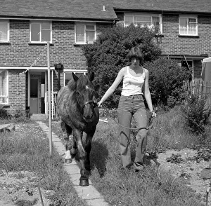 Sam the pet pony walking through his owners house to get through to his luxury stable at Sam the pet pony walking through his owners house to get through to his luxury stable at