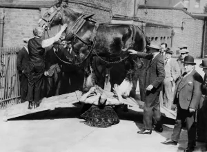 Samson strong man with Shire horse across his chest. 9th September 1924 Samson strong man with Shire horse across his chest. 9th September 1924