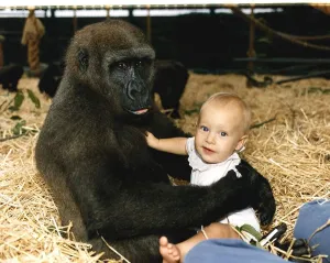 Sangha the Gorilla holding onto 9 month old Tanya Aspinall August 1990 Sangha the Gorilla holding onto 9 month old Tanya Aspinall August 1990