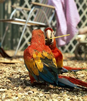 A scarlet gold and blue macaw at play at Linton Zoo june 1970 A scarlet gold and blue macaw at play at Linton Zoo june 1970