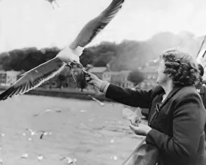 These seagulls are not shy when it comes to collecting food These seagulls are not shy when it comes to collecting food