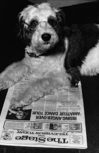 Shaggy Baggins, star of West End musical, 42nd Street, who was replaced by a poodle Shaggy Baggins, star of West End musical, 42nd Street, who was replaced by a poodle