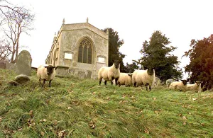 Sheep grazing in the churchyard at Preston on Stour nr, Stratford-upon-Avon,Warwickshire Sheep grazing in the churchyard at Preston on Stour nr, Stratford-upon-Avon,Warwickshire