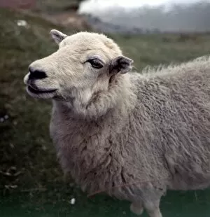 Images Dated 1st May 1973: A sheep on the Radmorshire hills in Wales May 1973