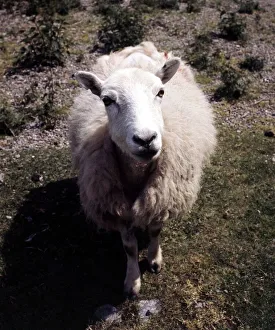 A sheep on the Radmorshire hills in Wales May 1973 A sheep on the Radmorshire hills in Wales May 1973