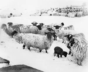 Images Dated 18th March 1979: Sheep in the snow near Burnley, Lancashire. March 1979