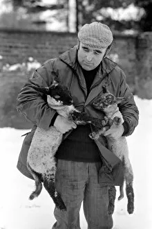 Images Dated 26th April 1981: Shepherd seen here with his flock of Sheep in the winter snow. PM 81-02288-006