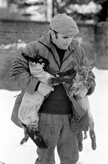 Images Dated 26th April 1981: Shepherd seen here with his flock of Sheep in the winter snow. PM 81-02288-005