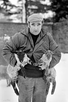 Images Dated 26th April 1981: Shepherd seen here with his flock of Sheep in the winter snow. PM 81-02288-007