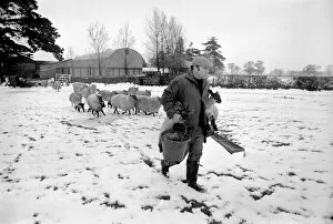 Images Dated 26th April 1981: Shepherd seen here with his flock of Sheep in the winter snow. PM 81-02288-009