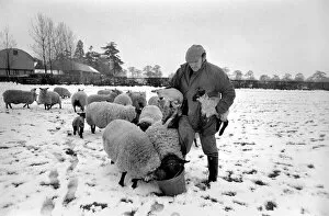Images Dated 26th April 1981: Shepherd seen here with his flock of Sheep in the winter snow. PM 81-02288-003