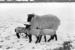 Images Dated 26th April 1981: Shepherd seen here with his flock of Sheep in the winter snow. Sheep in the snow