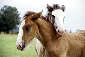 Two shire foals given the names Andy and Fergie by their owners Shirley Two shire foals given the names Andy and Fergie by their owners Shirley
