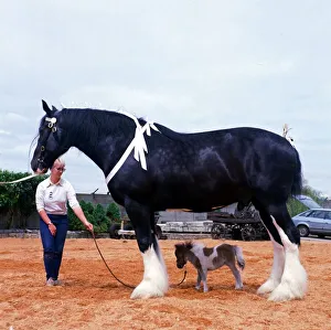 Shire horse Goliath meets miniature horse Bluebell June 1985 animal Shire horse Goliath meets miniature horse Bluebell June 1985 animal