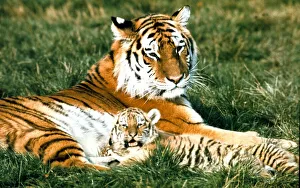 Siberian Tiger with cub at Marwell Zoo Park near Winchester, Hants November 1975 Siberian Tiger with cub at Marwell Zoo Park near Winchester, Hants November 1975